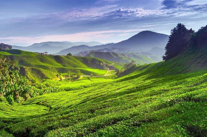 Cameron Highland Day Tour From Kuala Lumpur With Lunch Local food