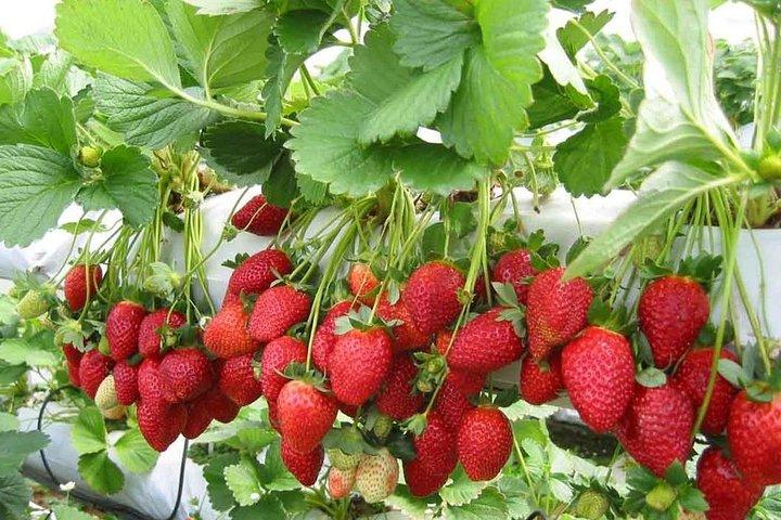 Cameron Highland Day Tour From Kuala Lumpur With Lunch Local food
