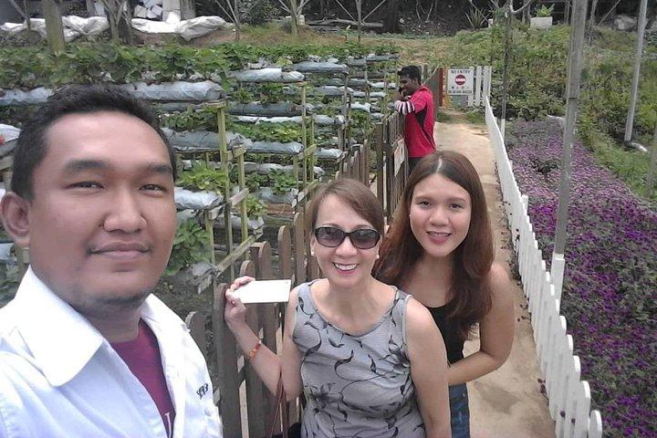 Cameron Highland Day Tour From Kuala Lumpur With Lunch Local food