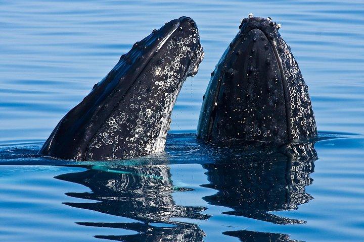 Whale & Dolphin Watching Cruise in Puerto Vallarta All Inclusive