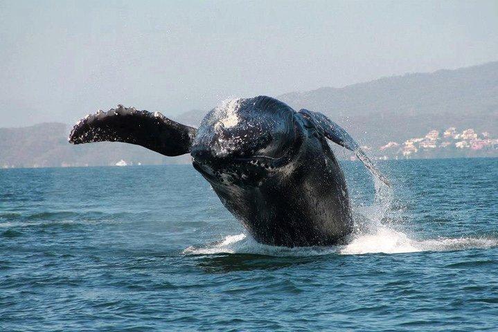 Whale & Dolphin Watching Cruise in Puerto Vallarta All Inclusive
