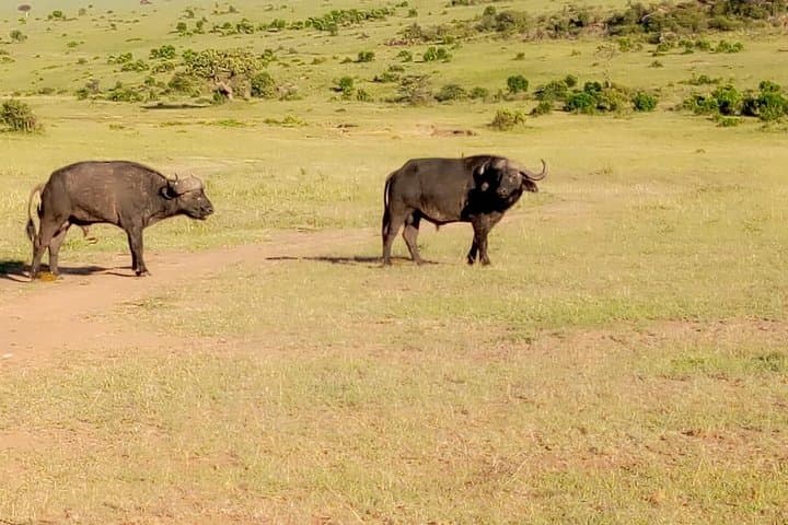 11 Days Guided Group Safari in Kenya And Tanzania