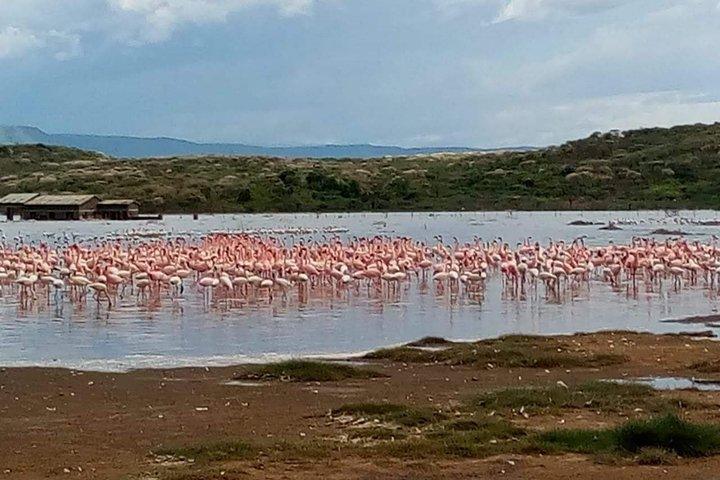 7 Days Best of Wildlife Guided Safari in Kenya