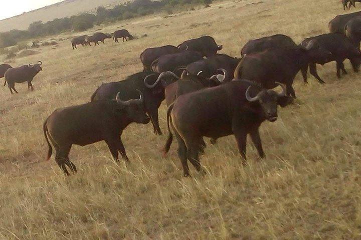 4 Days Great Migration Maasai Mara and Lake Nakuru Safari in Kenya