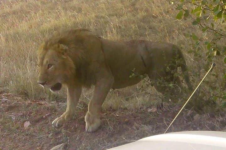 11 Days Guided Group Safari in Kenya And Tanzania