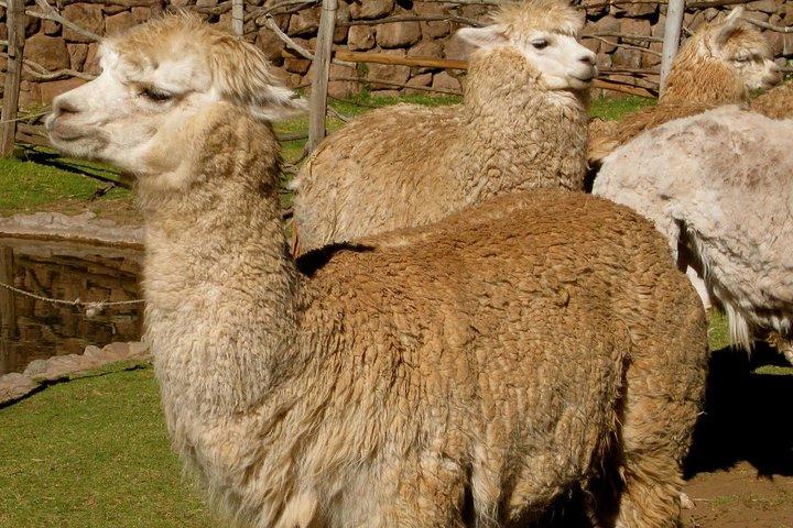 Sacred Valley (full day)
