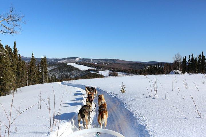 30-minute Dog Sledding Tour in Fairbanks without transportation