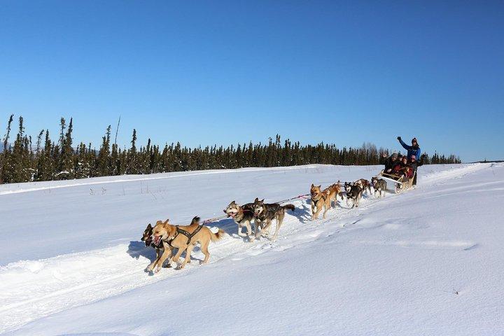 30-minute Dog Sledding Tour in Fairbanks without transportation