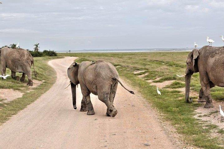 7 Days Kenya and Tanzania Wildlife Safari