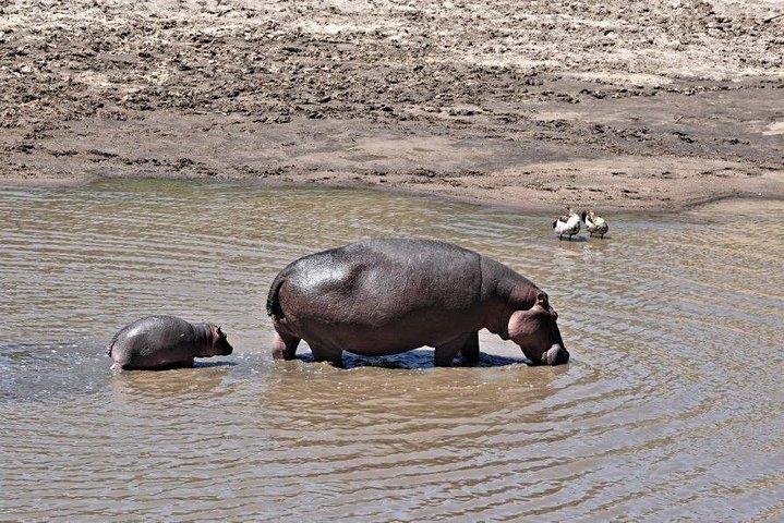 8 Days 7 nights Tanzania and Kenya Wildlife Safari
