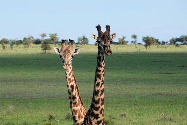 8 Days 7 nights Tanzania and Kenya Wildlife Safari
