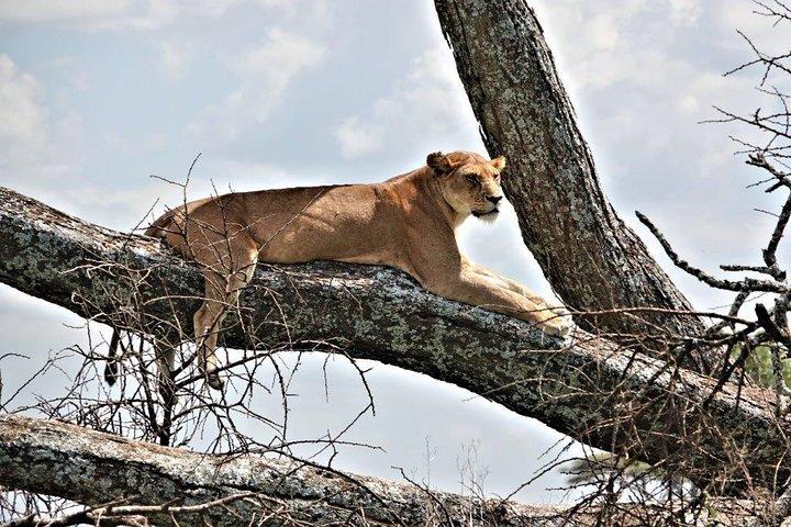 8 Days 7 nights Tanzania and Kenya Wildlife Safari