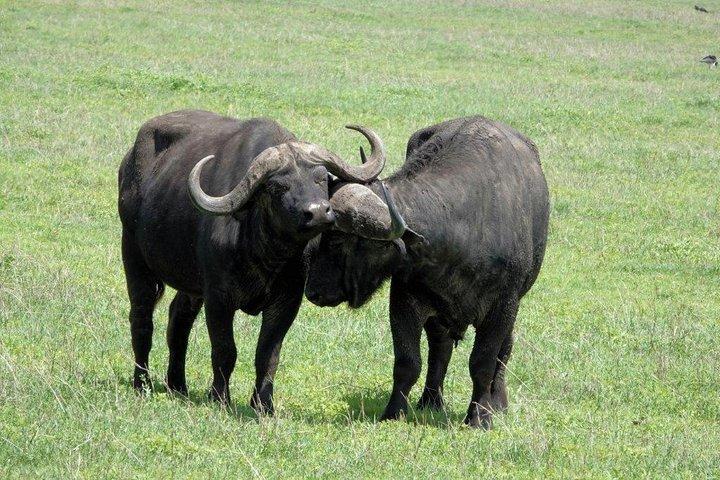 8 Days 7 nights Tanzania and Kenya Wildlife Safari