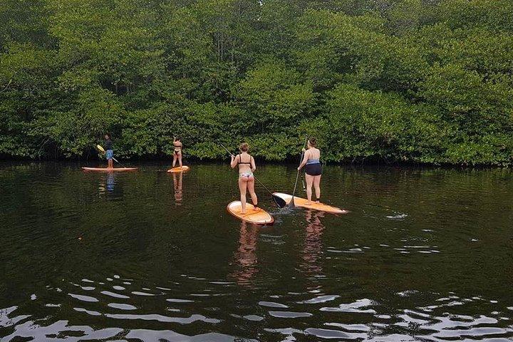 1 Hour Mangrove Tour From Lembongan with Kayak, Paddle, or Boat