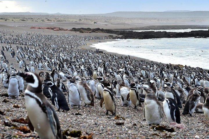 Exclusive Punta Tombo Penguins for Cruise Guests