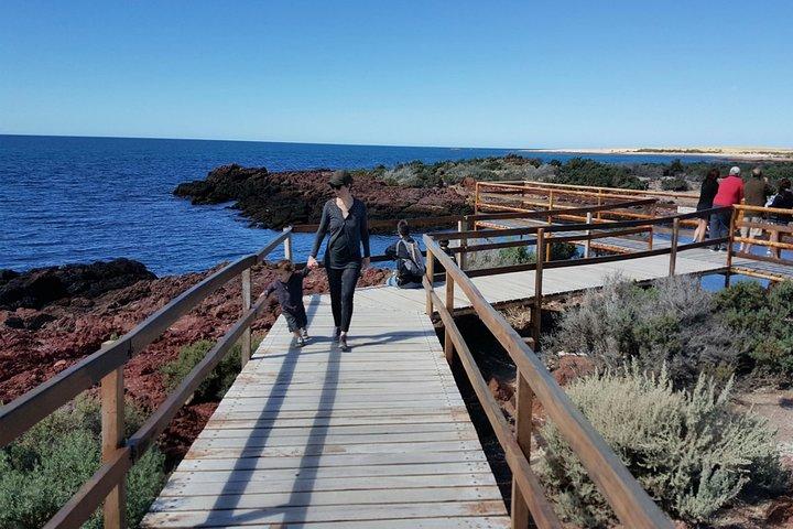 Exclusive Punta Tombo Penguins for Cruise Guests