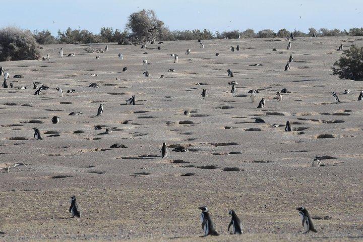 Exclusive Punta Tombo Penguins for Cruise Guests