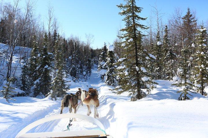 30-minute Dog Sledding Tour in Fairbanks without transportation