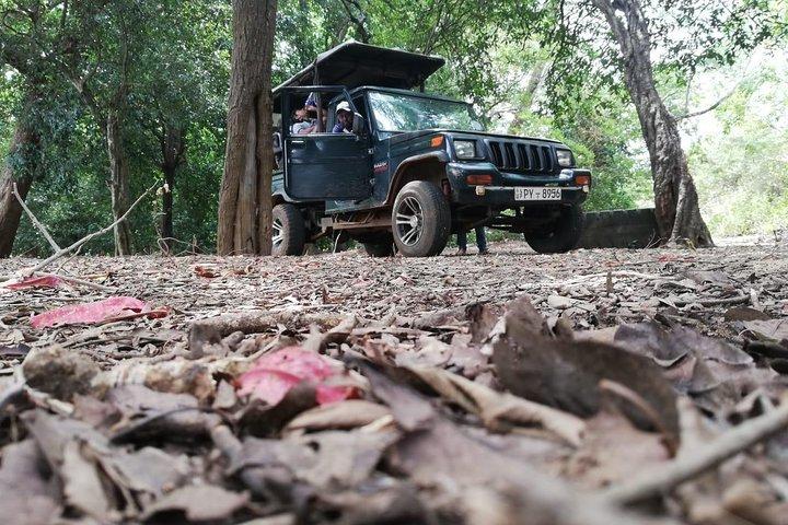 Udawalawa Safari tour - All inclusive day tour (Group)