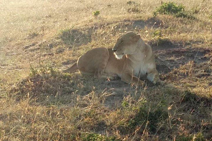 Adventurous 4 Days Maasai Mara - Lake Nakuru Safari