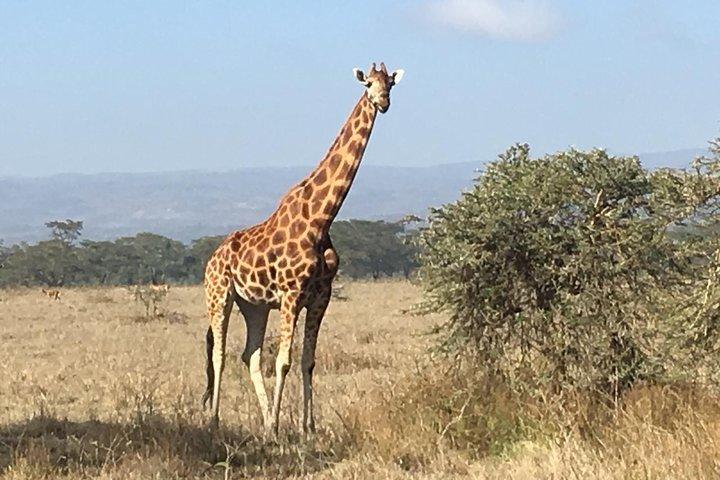 Adventurous 4 Days Maasai Mara - Lake Nakuru Safari