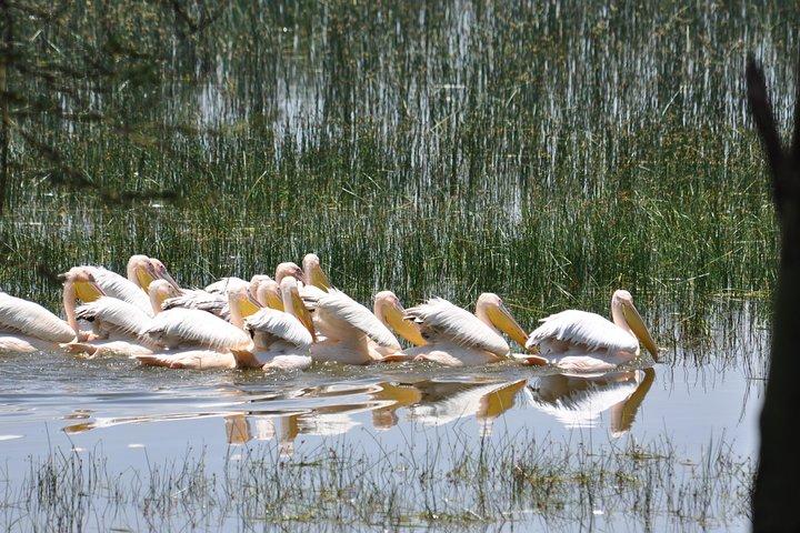 Lake Nakuru National Park daytrip