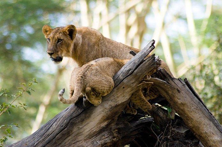 Lake Nakuru National Park daytrip