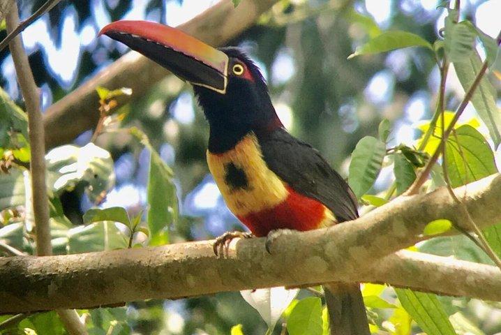 Manuel Antonio National park afternoon wildlife experience