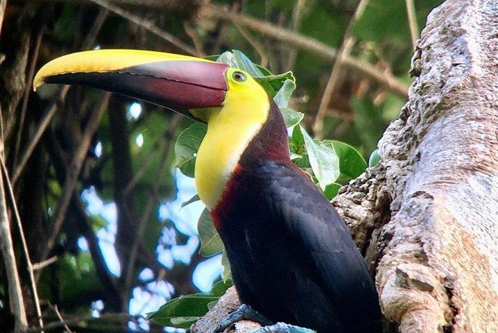 Manuel Antonio National park afternoon wildlife experience