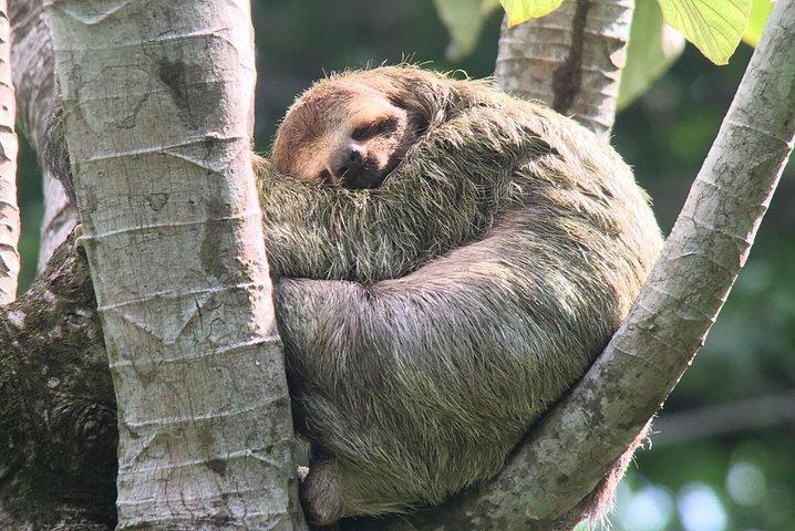 Manuel Antonio National park afternoon wildlife experience