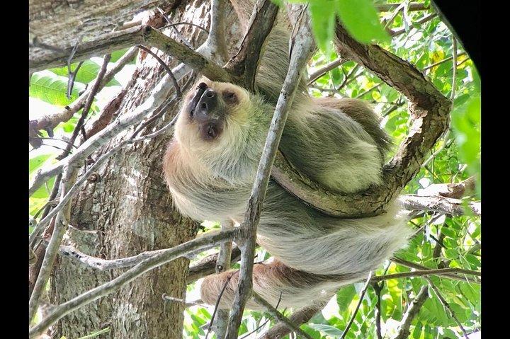 Manuel Antonio National park afternoon wildlife experience