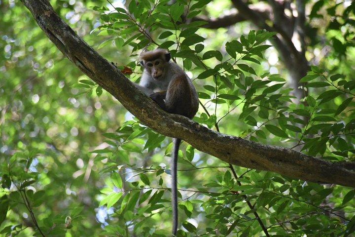 Sinharaja Rain Forest Tours (Full Day)