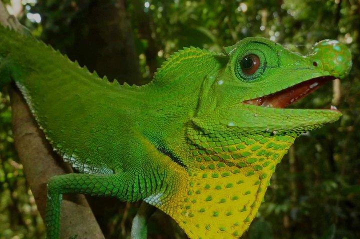 Sri Lanka Sinharaja Rain Forest Tour with Transport