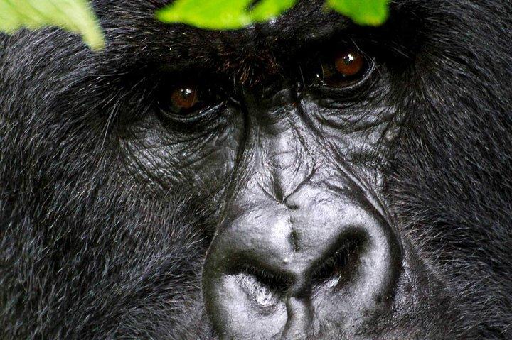 1 Day Gorilla trekking volcanoes national park