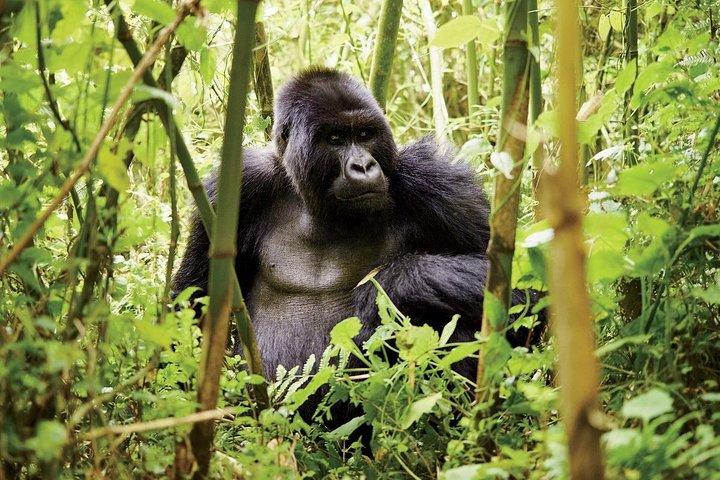 1 Day Gorilla trekking volcanoes national park