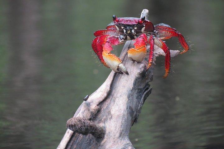 Mangrove, Beaches and Islands by Kayak tour