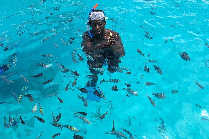 Pongwe Coral reef Snorkeling
