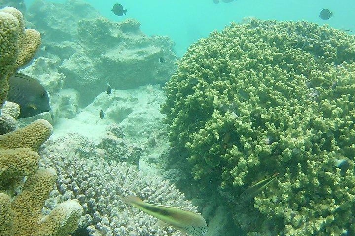 Pongwe Coral reef Snorkeling