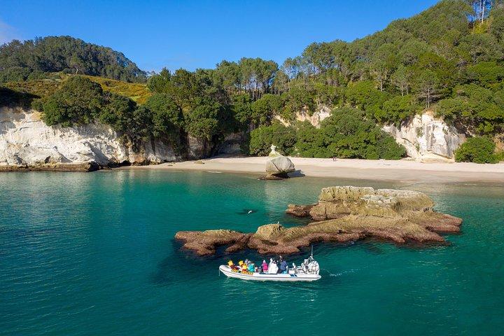 Whitianga: Cathedral Cove Cruise, Caves & Snorkelling