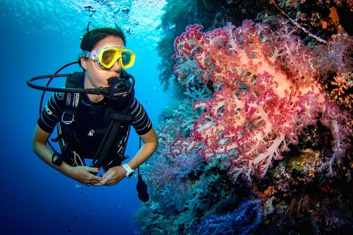 From Luxor : Utopia Island Royal VIP Snorkeling Sea Trip
