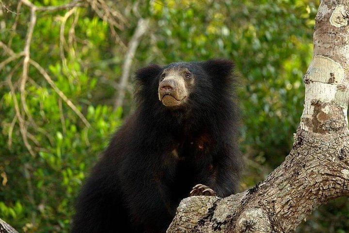 Wilpattu National Park Private Full Day Safari From Negombo