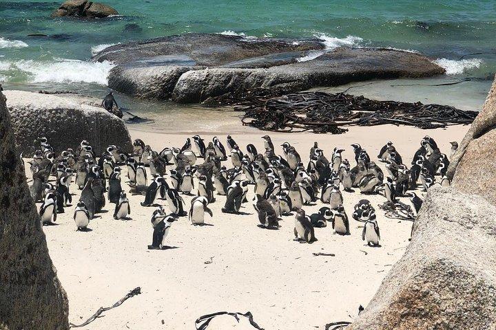 Cape Peninsula Private Tour