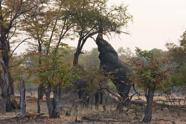 Game Drive in Mosi-Oa-Tunya National Park