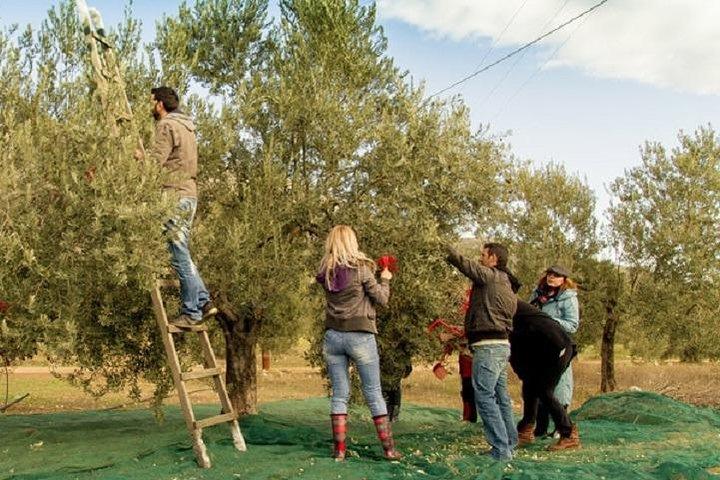 Olive Oil Tour close to Nafplio
