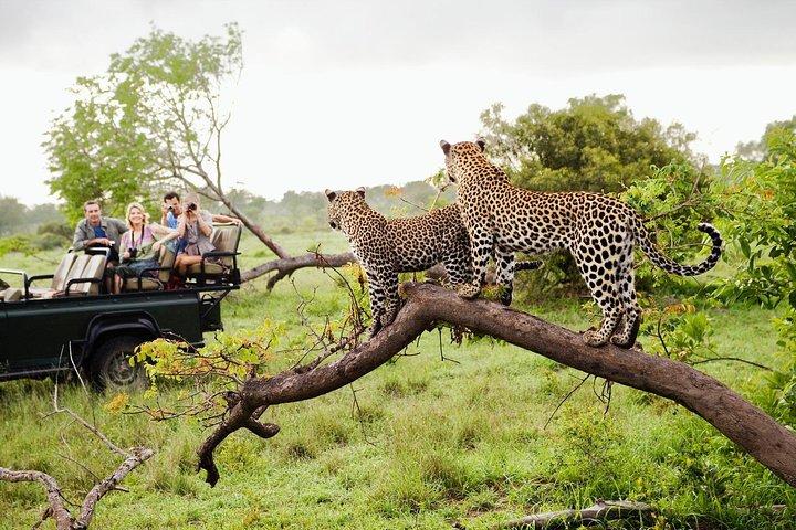 Half Day Safari at Yala National Park with Lunch