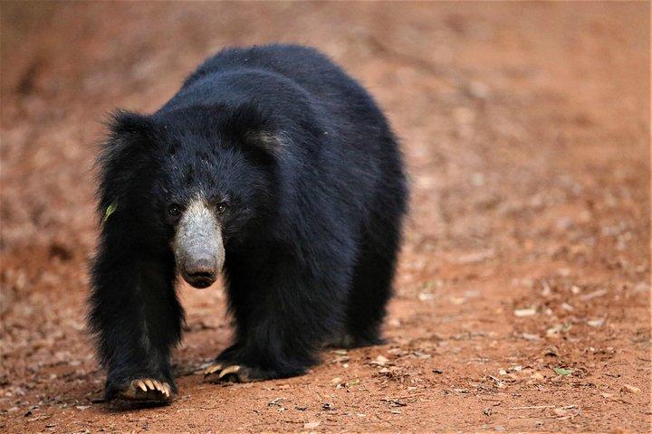 Half Day Safari at Yala National Park with Lunch