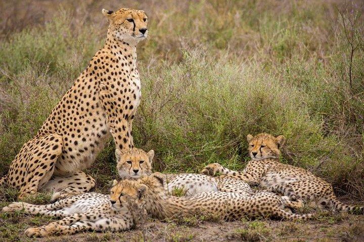 3 Days Samburu Big Five
