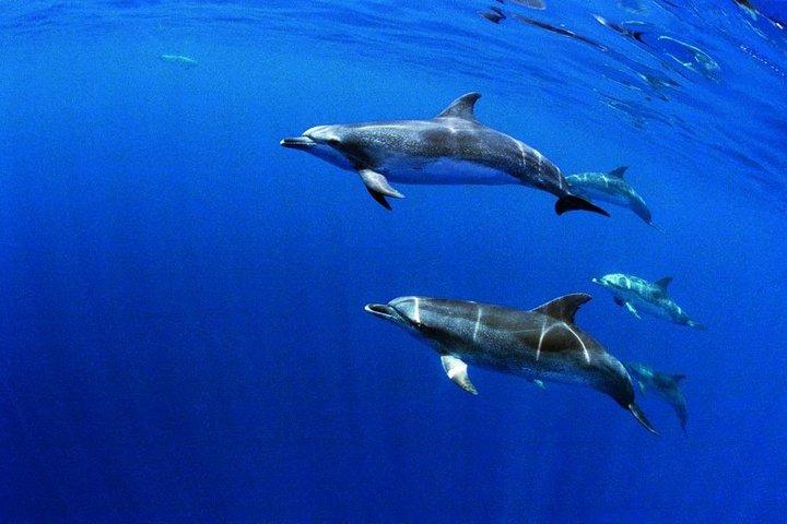 Swim with Wild Dolphins in the Azores