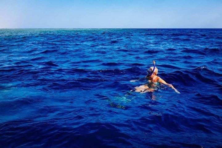 Swim with Wild Dolphins in the Azores