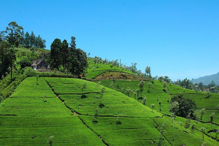 ADAMS PEAK (HOLY MOUNTAIN) WITH THE HILLS - 6 days